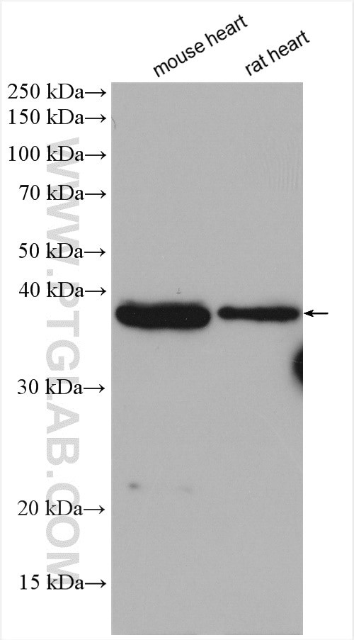 TRDN Antibody in Western Blot (WB)