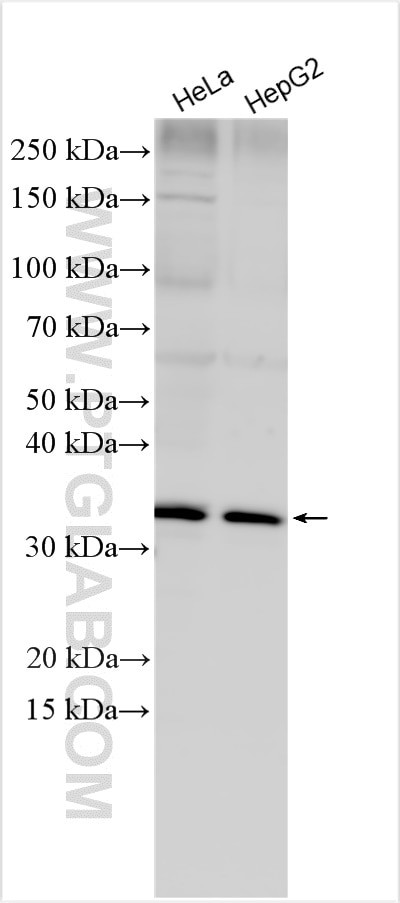 ELOVL7 Antibody in Western Blot (WB)