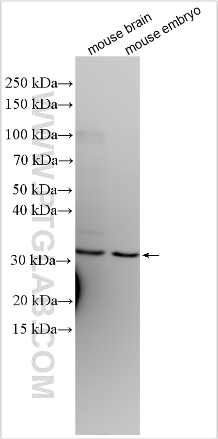 GSX2 Antibody in Western Blot (WB)