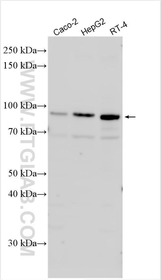 RGL3 Antibody in Western Blot (WB)