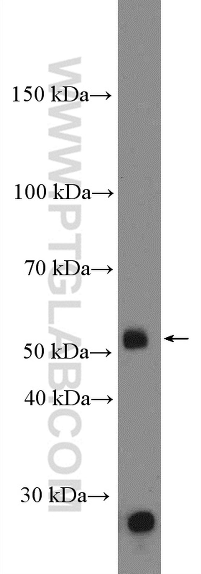 DUOXA1 Antibody in Western Blot (WB)