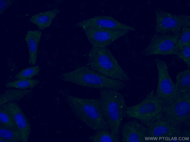 HELZ Antibody in Immunocytochemistry (ICC/IF)