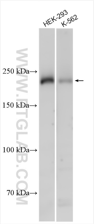 WSTF Antibody in Western Blot (WB)