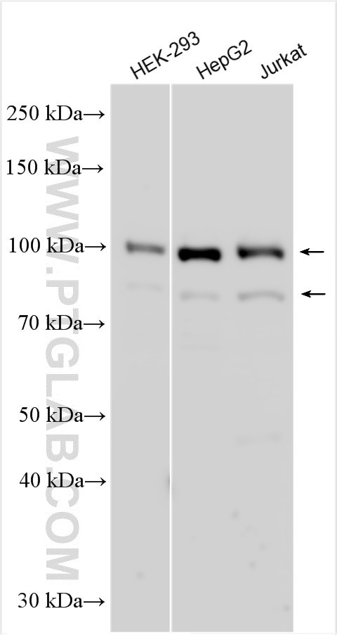 LIN54 Antibody in Western Blot (WB)