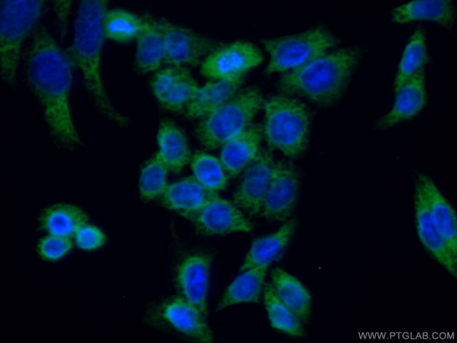 REEP4 Antibody in Immunocytochemistry (ICC/IF)