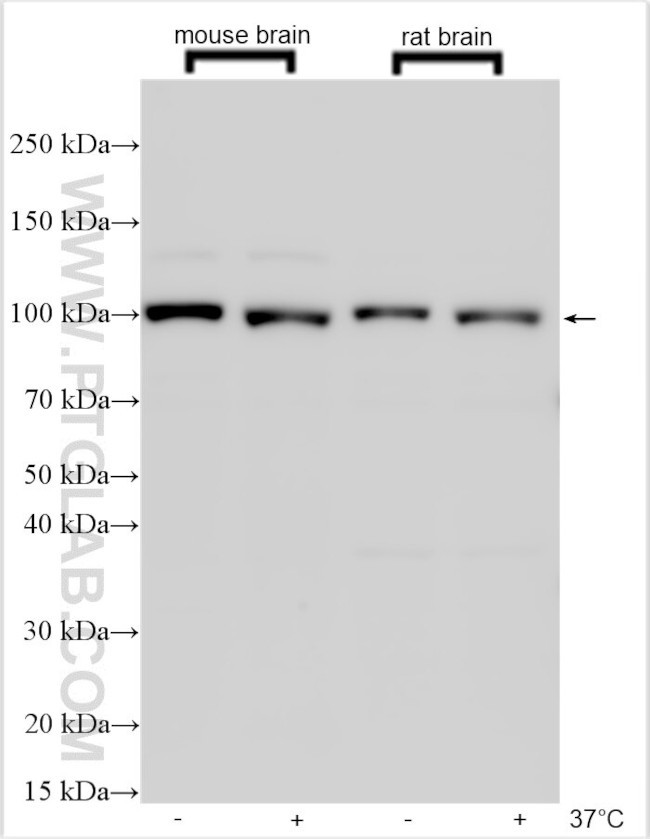 EGFL7 Antibody in Western Blot (WB)
