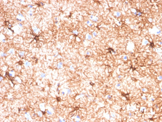 GFAP (Astrocyte and Neural Stem Cell Marker) Antibody in Immunohistochemistry (Paraffin) (IHC (P))