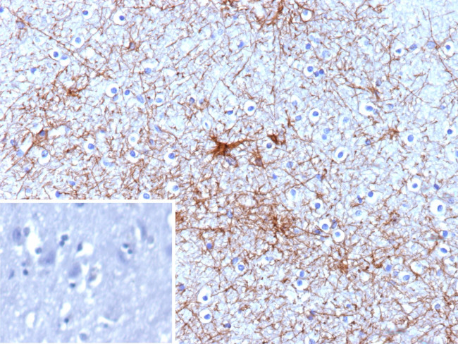 GFAP (Astrocyte and Neural Stem Cell Marker) Antibody in Immunohistochemistry (Paraffin) (IHC (P))