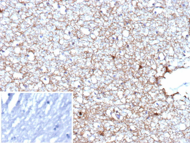 GFAP (Astrocyte and Neural Stem Cell Marker) Antibody in Immunohistochemistry (Paraffin) (IHC (P))
