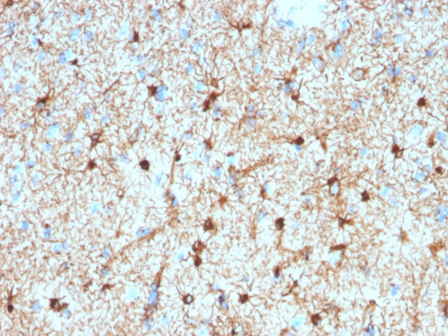 GFAP Antibody in Immunohistochemistry (Paraffin) (IHC (P))