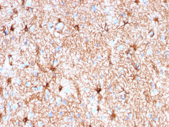 GFAP (Astrocyte and Neural Stem Cell Marker) Antibody in Immunohistochemistry (Paraffin) (IHC (P))