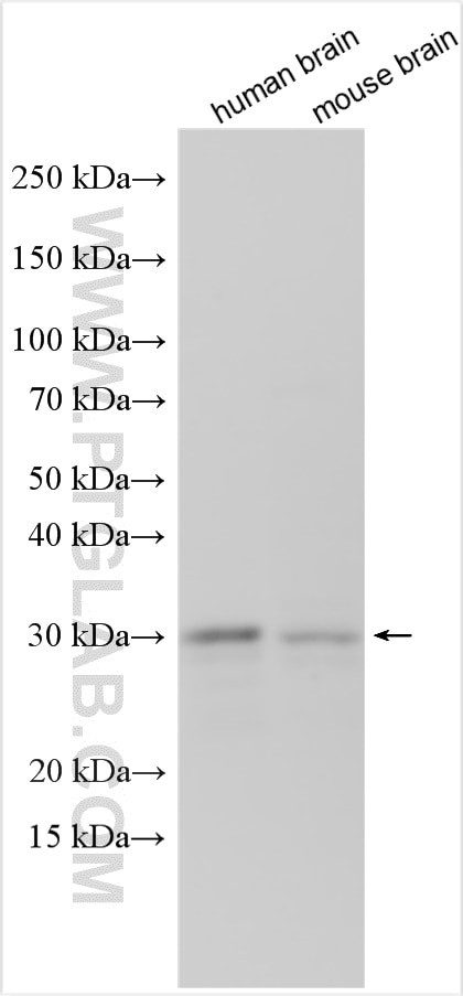 VPS37D Antibody in Western Blot (WB)