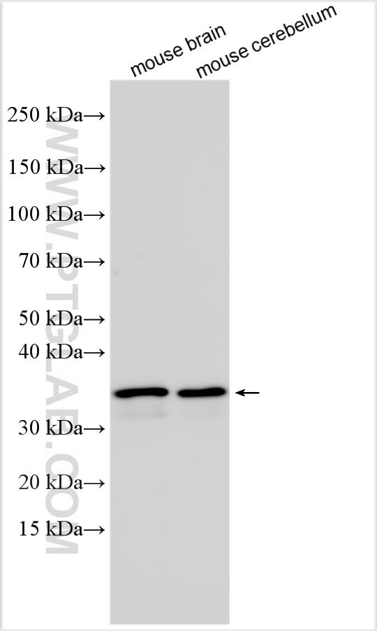 USP54 Antibody in Western Blot (WB)