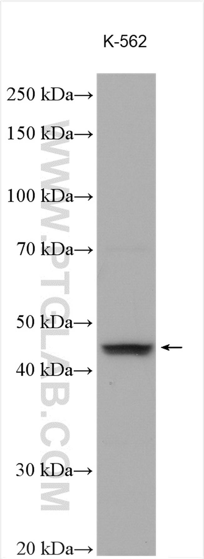 GDF11 Antibody in Western Blot (WB)