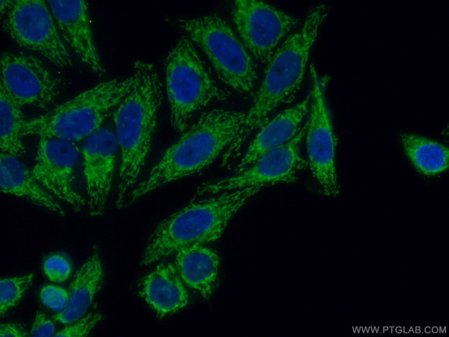 TUFM Antibody in Immunocytochemistry (ICC/IF)