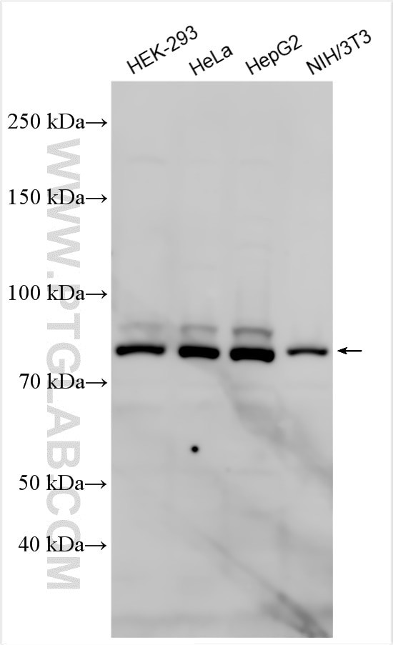 CENPB Antibody in Western Blot (WB)