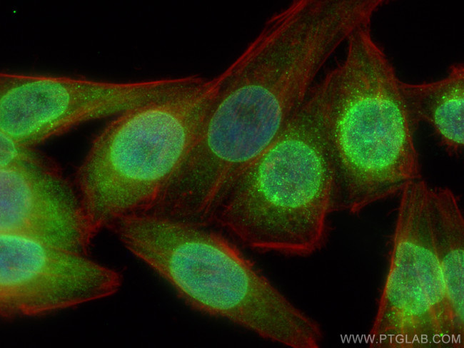 CCNJL Antibody in Immunocytochemistry (ICC/IF)