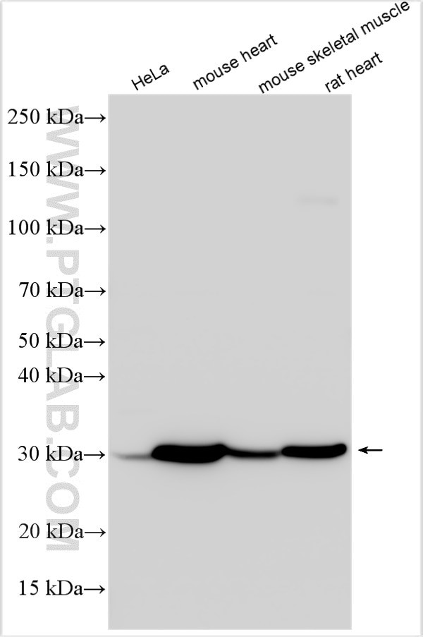 Myogenin Antibody in Western Blot (WB)