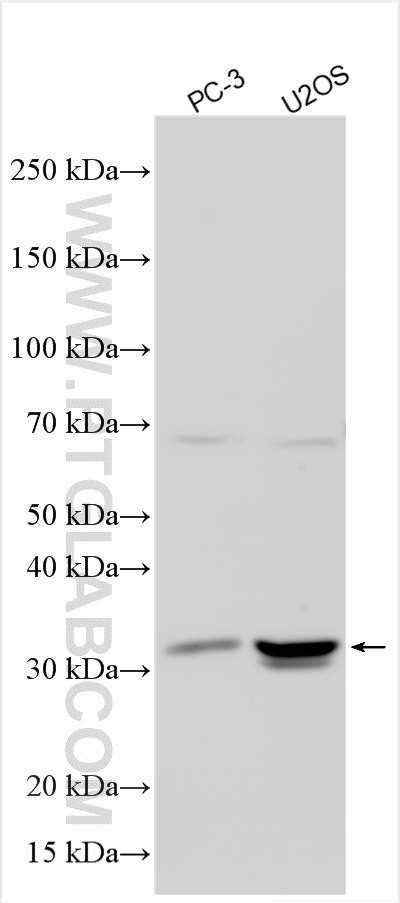 OLIG1 Antibody in Western Blot (WB)
