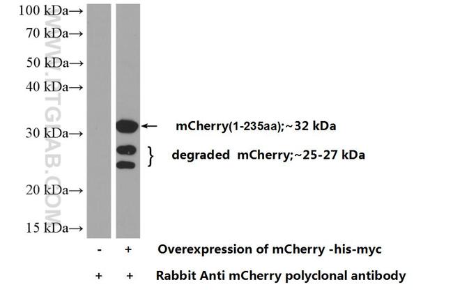 mCherry Polyclonal Antibody | Invitrogen (26765-1-AP)