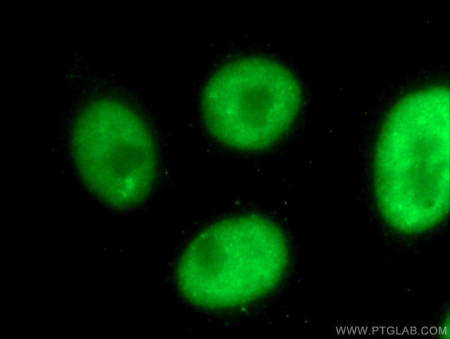 HNRPLL Antibody in Immunocytochemistry (ICC/IF)