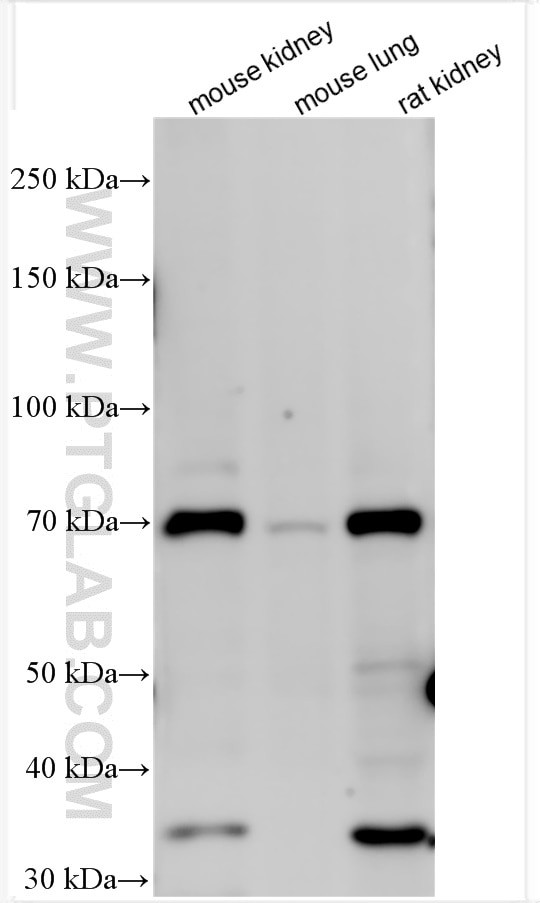 NaPi-IIa Antibody in Western Blot (WB)