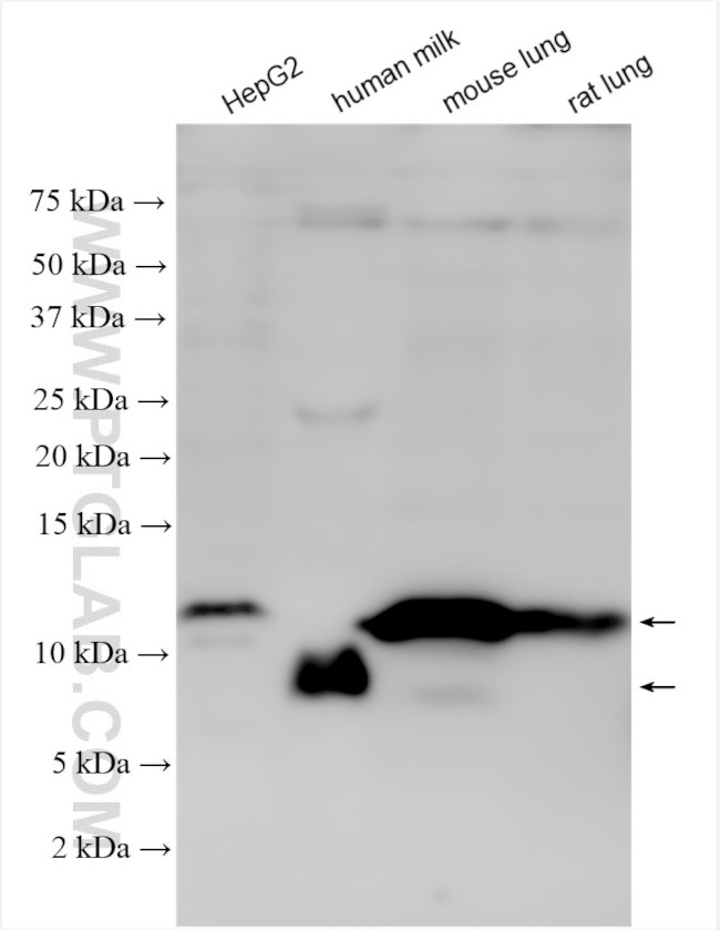 CXCL2 Antibody in Western Blot (WB)