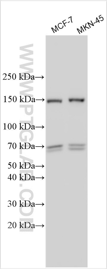 ZIP1 Antibody in Western Blot (WB)