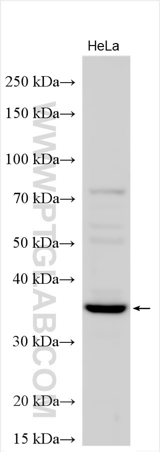 DTWD1 Antibody in Western Blot (WB)
