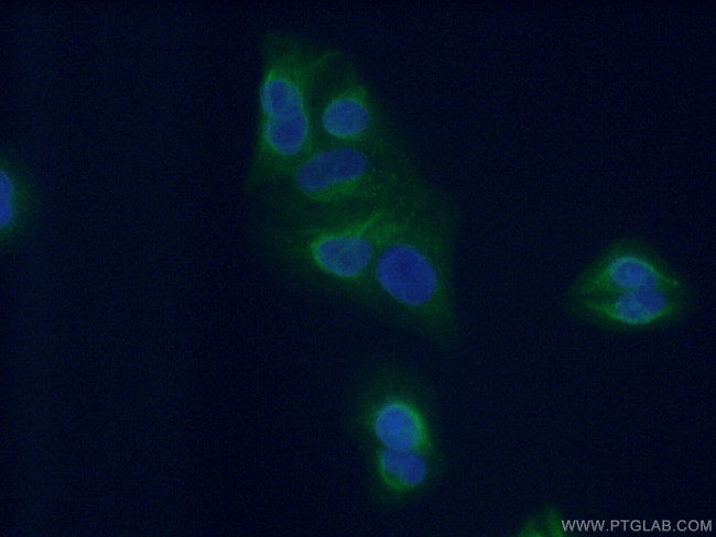 PLEKHA1 Antibody in Immunocytochemistry (ICC/IF)