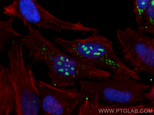 RRP12 Antibody in Immunocytochemistry (ICC/IF)