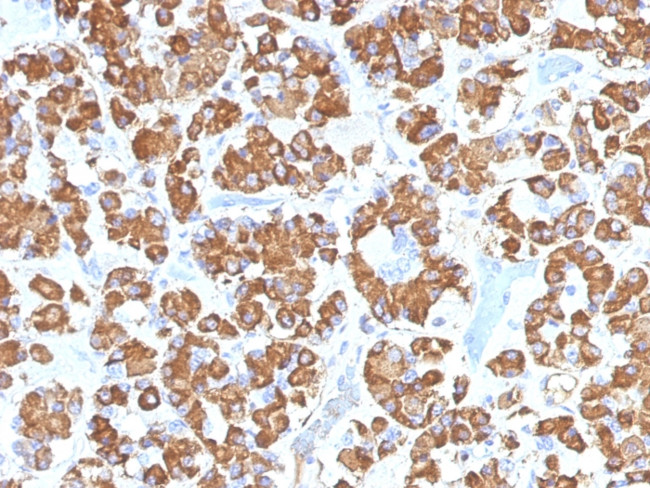 Growth Hormone (Pituitary Marker) Antibody in Immunohistochemistry (Paraffin) (IHC (P))