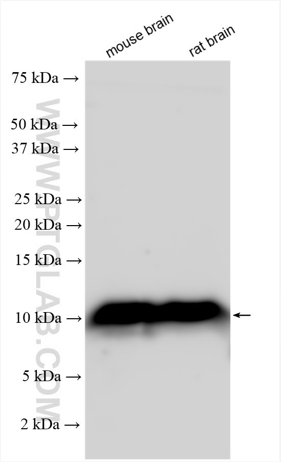 GNG3 Antibody in Western Blot (WB)