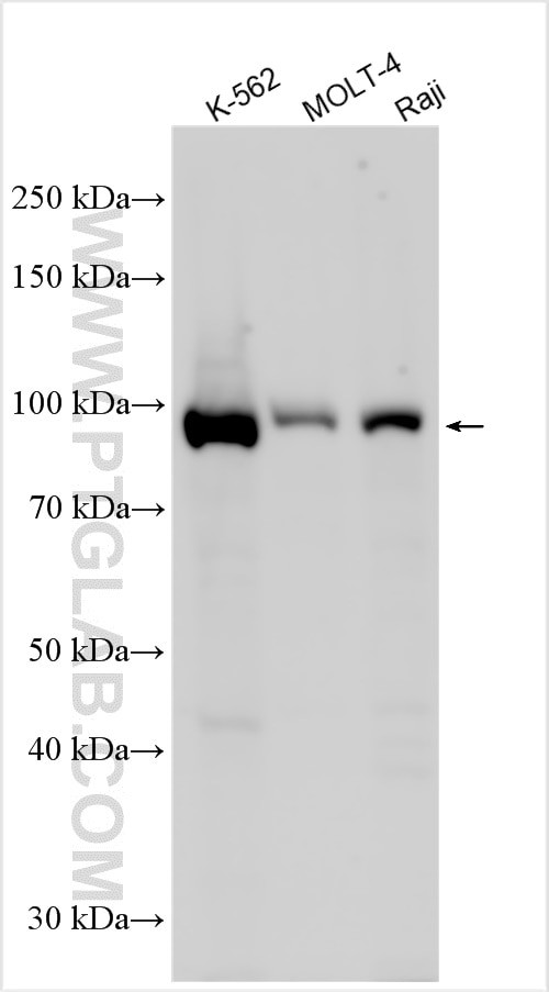VPS35L Antibody in Western Blot (WB)