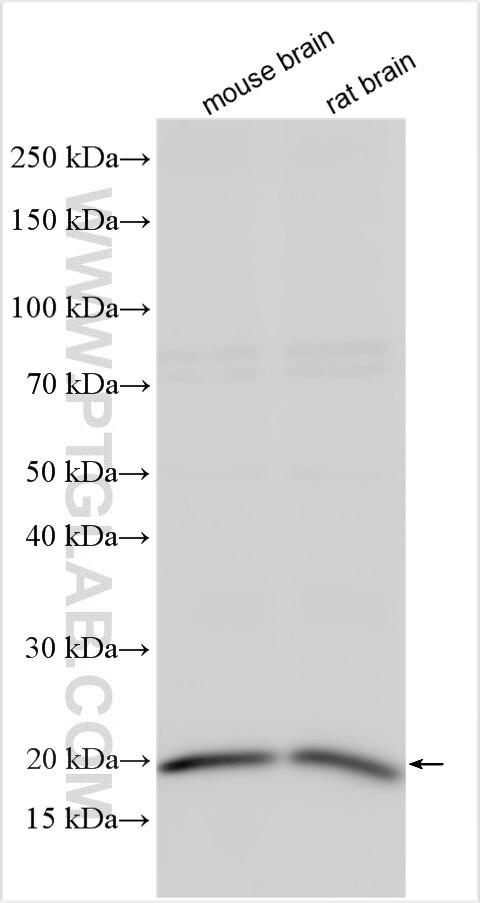 LMO1 Antibody in Western Blot (WB)