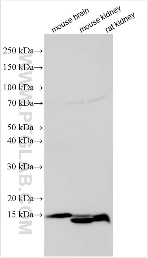 ANGPTL1 Antibody in Western Blot (WB)