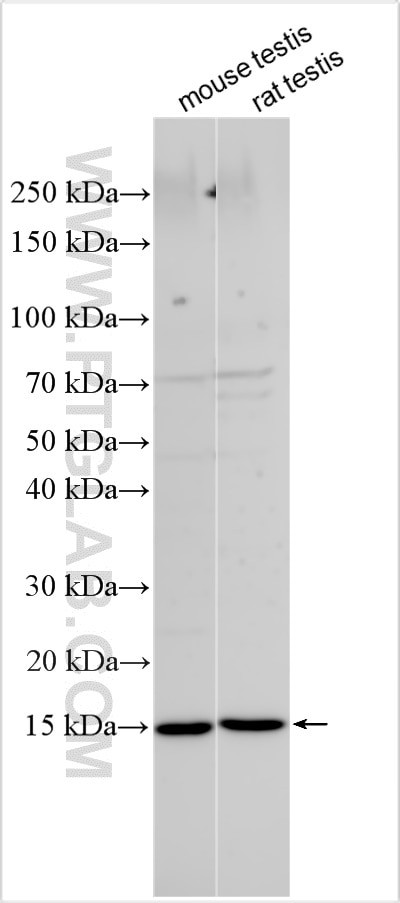 PDGFA Antibody in Western Blot (WB)