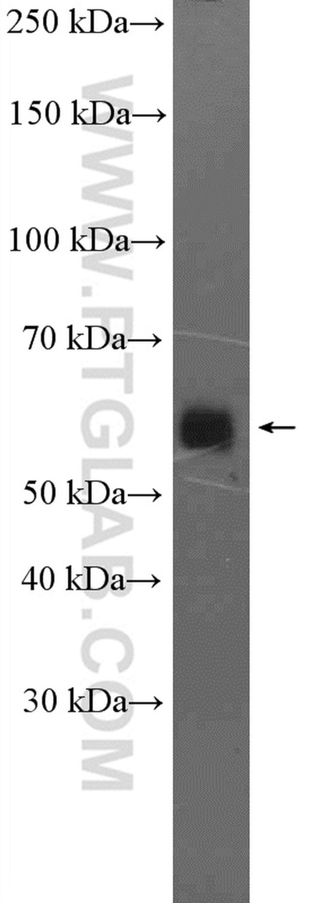 IFRD2 Antibody in Western Blot (WB)