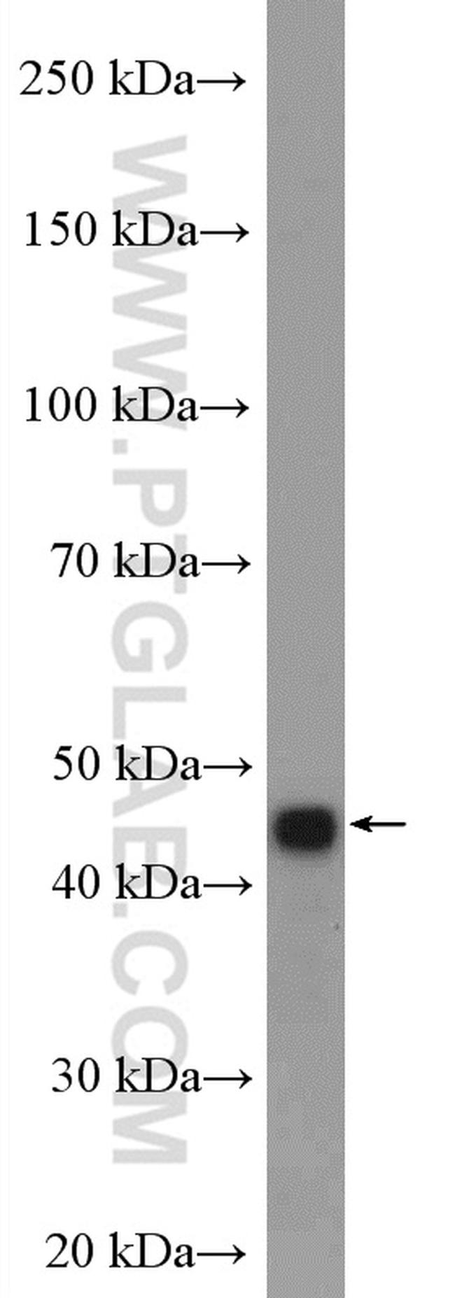 CCNYL1 Antibody in Western Blot (WB)
