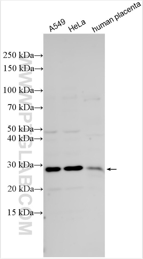 RIT1 Antibody in Western Blot (WB)