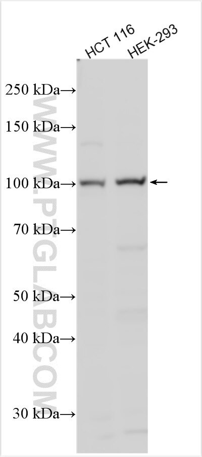 Nurim Antibody in Western Blot (WB)