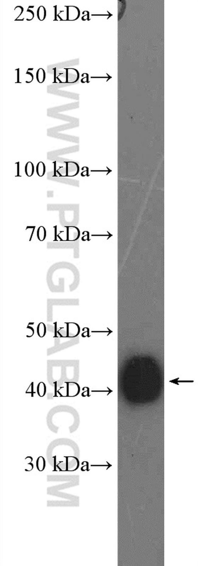 PEX12 Antibody in Western Blot (WB)