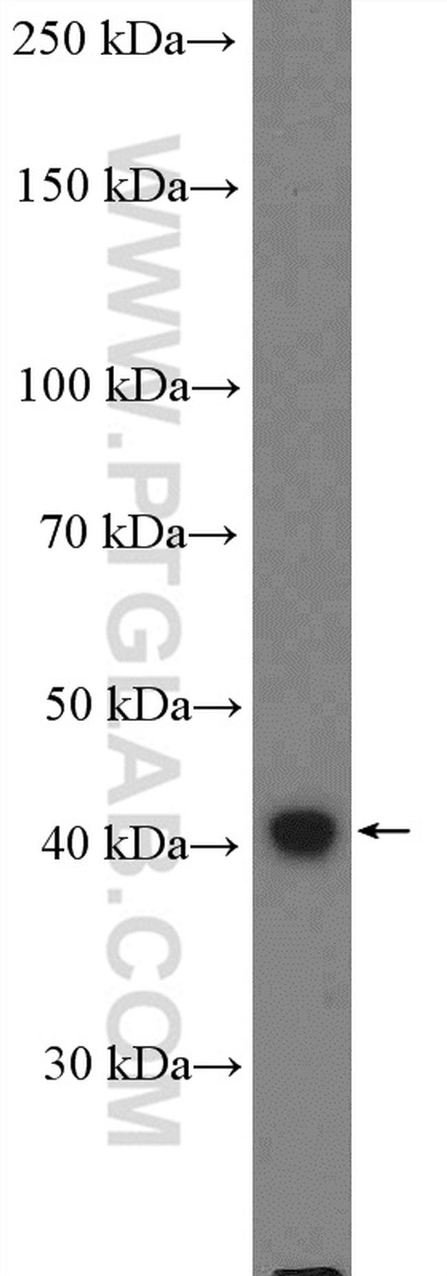 SH3GL1 Antibody in Western Blot (WB)