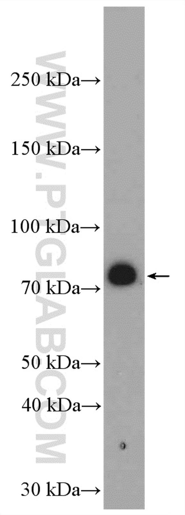 C9orf102 Antibody in Western Blot (WB)