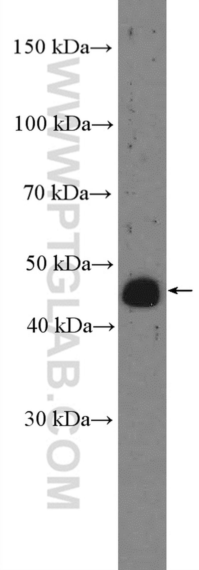 SERINC5 Antibody in Western Blot (WB)