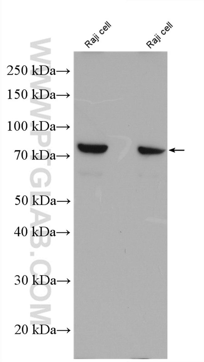 FGD2 Antibody in Western Blot (WB)