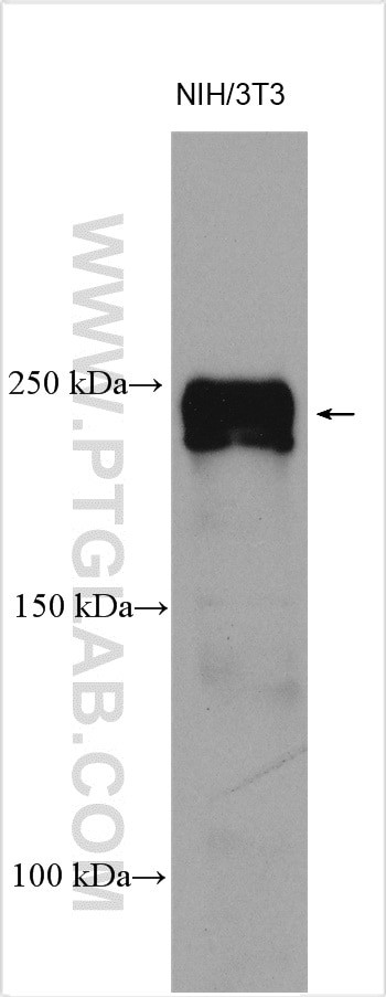 SCRIB Antibody in Western Blot (WB)