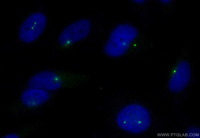 Pericentrin Antibody in Immunocytochemistry (ICC/IF)
