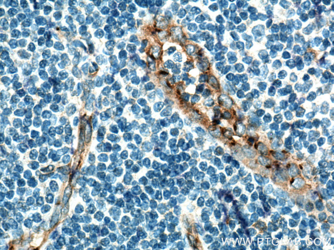 NOS3 Antibody in Immunohistochemistry (Paraffin) (IHC (P))