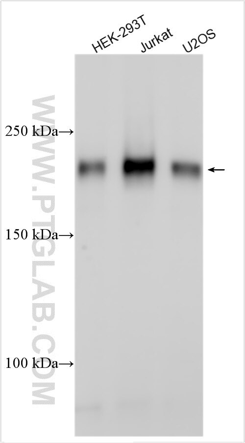 CCDC90B Antibody in Western Blot (WB)